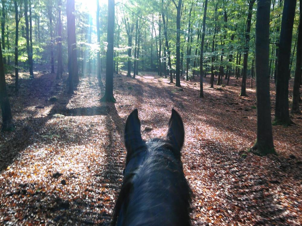 Herberg De Zwaan Elspeet Bagian luar foto